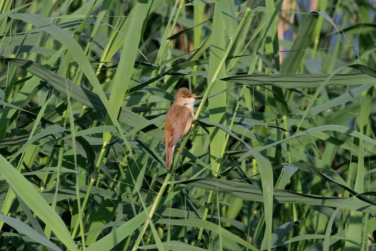Common Reed Warbler - ML620220990