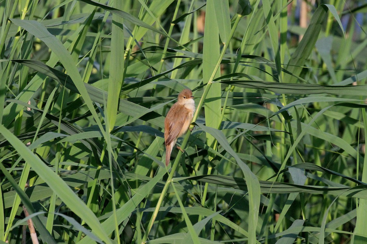 Common Reed Warbler - ML620220992
