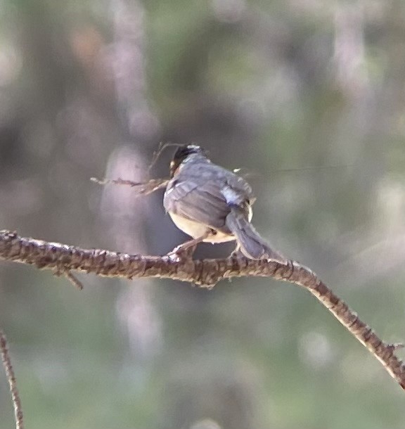 Red-faced Warbler - ML620220999