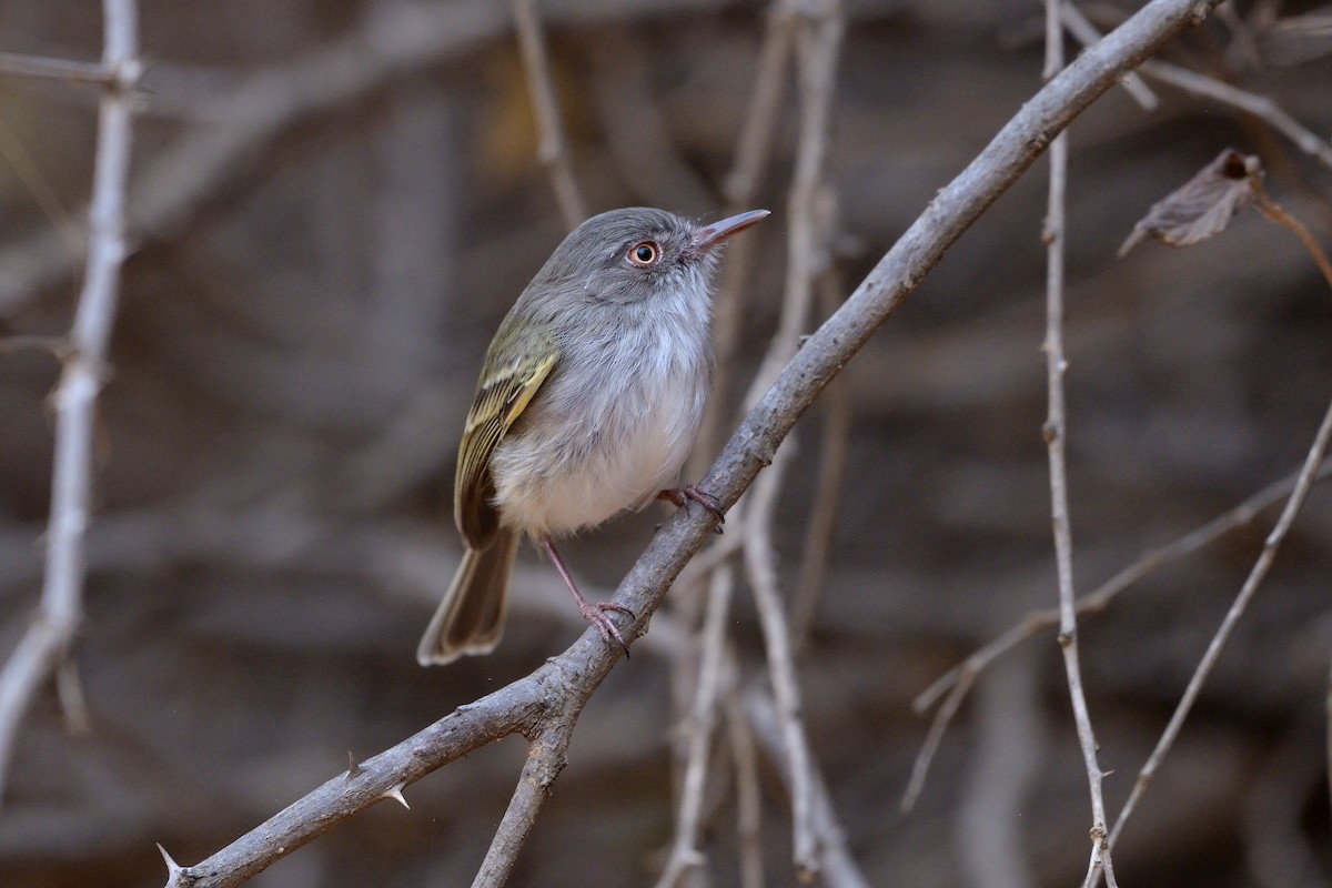 Pearly-vented Tody-Tyrant - ML620221012