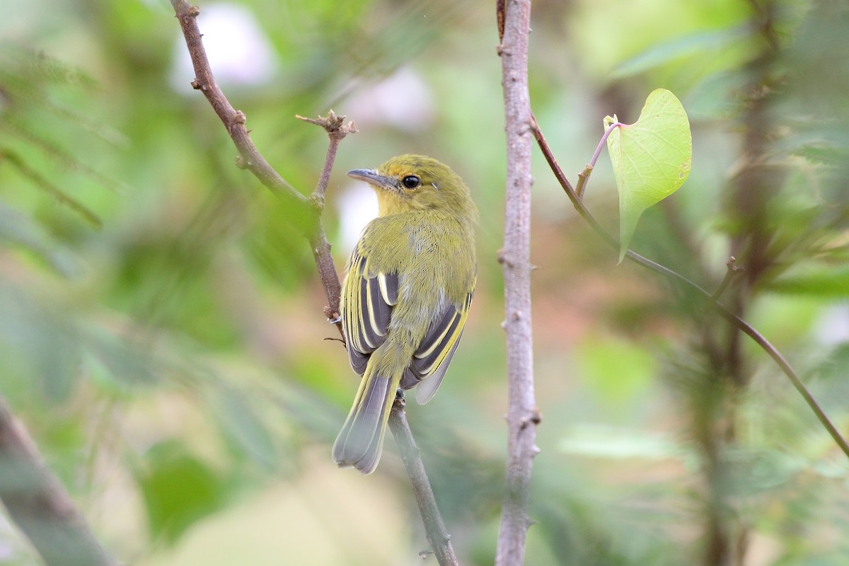 Tyranneau à poitrine jaune - ML620221027