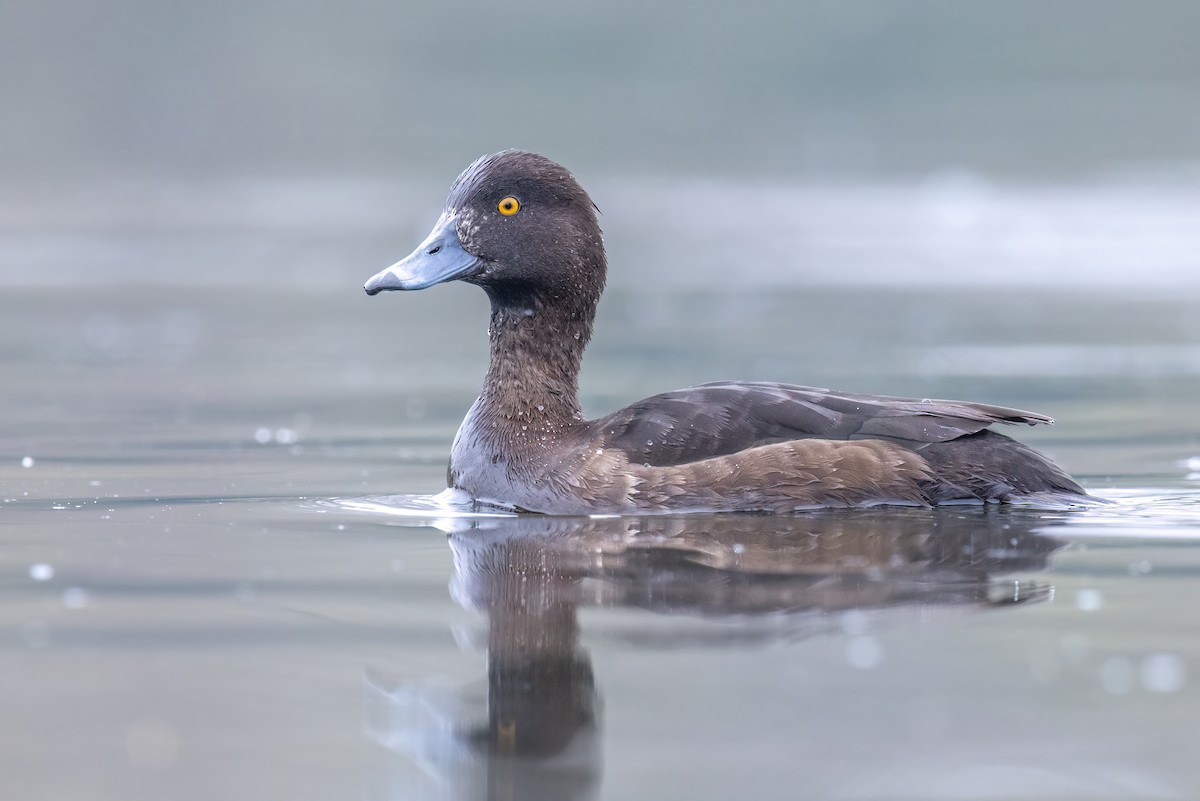 Tufted Duck - ML620221028
