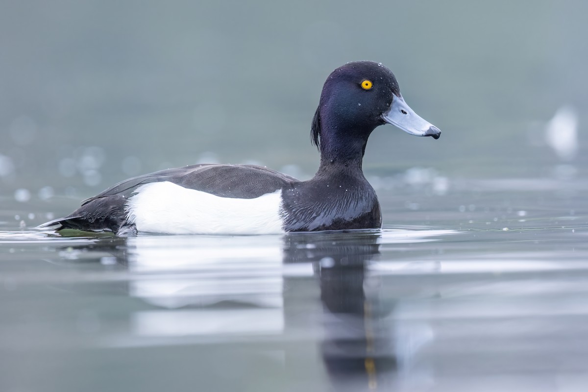 Tufted Duck - ML620221029