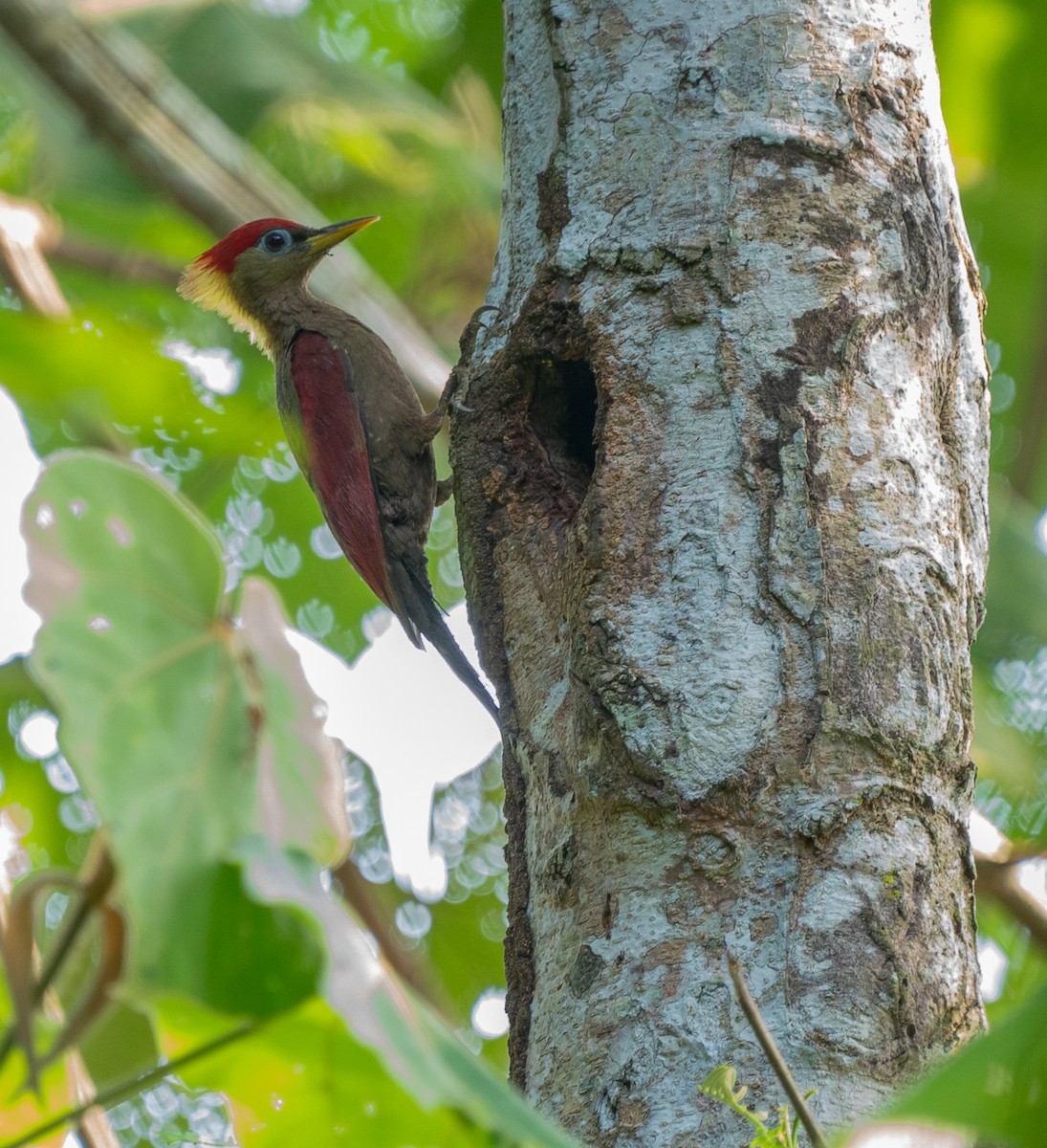 Crimson-winged Woodpecker - ML620221034