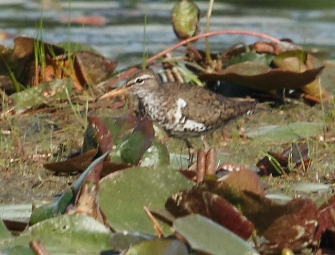 Spotted Sandpiper - ML620221053