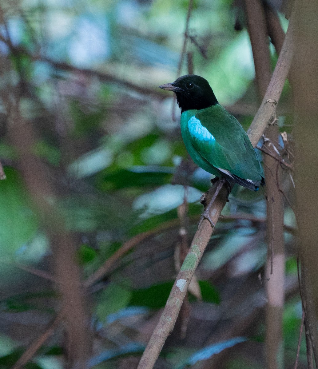 Western Hooded Pitta (Sunda) - ML620221055