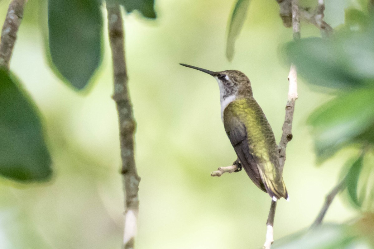 Ruby-throated Hummingbird - ML620221058