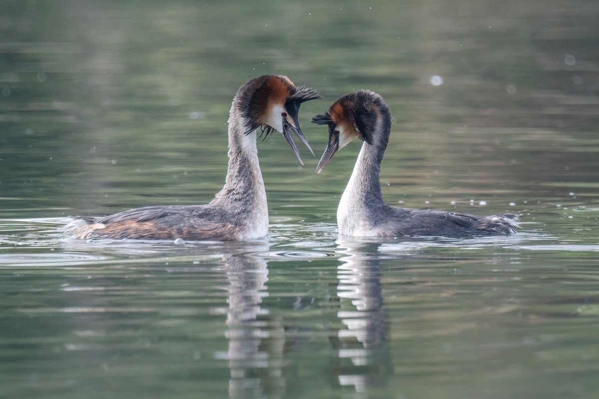 Great Crested Grebe - ML620221062