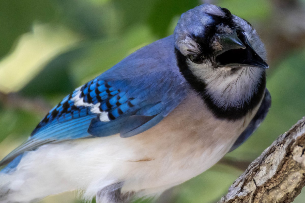 Blue Jay - ML620221066