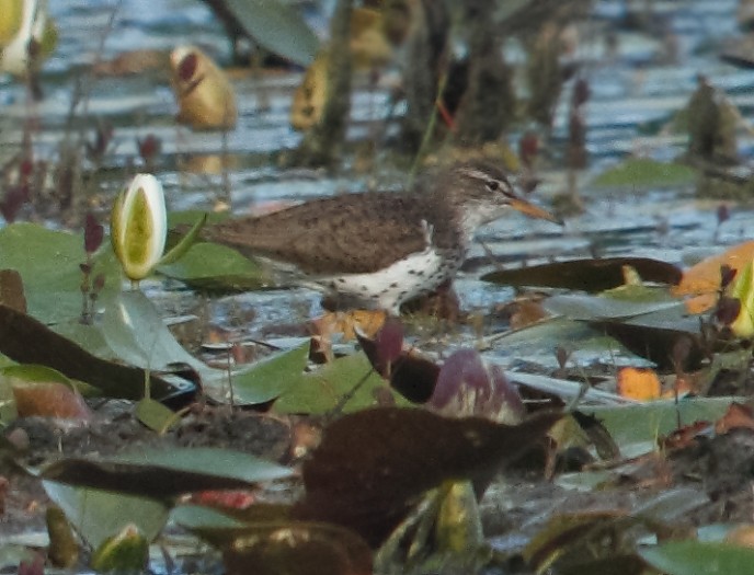 Spotted Sandpiper - ML620221067