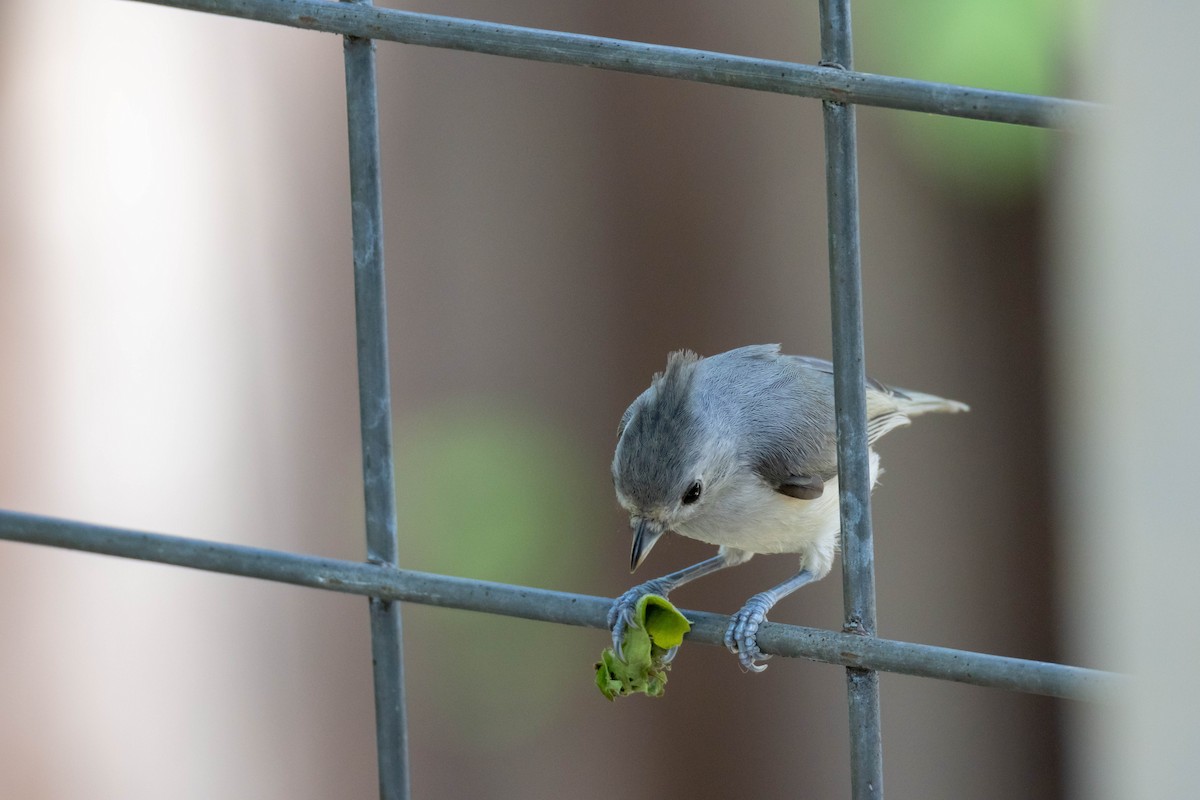 Tufted/Black-crested Titmouse - ML620221071