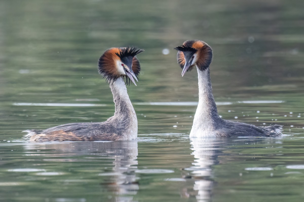Great Crested Grebe - ML620221073