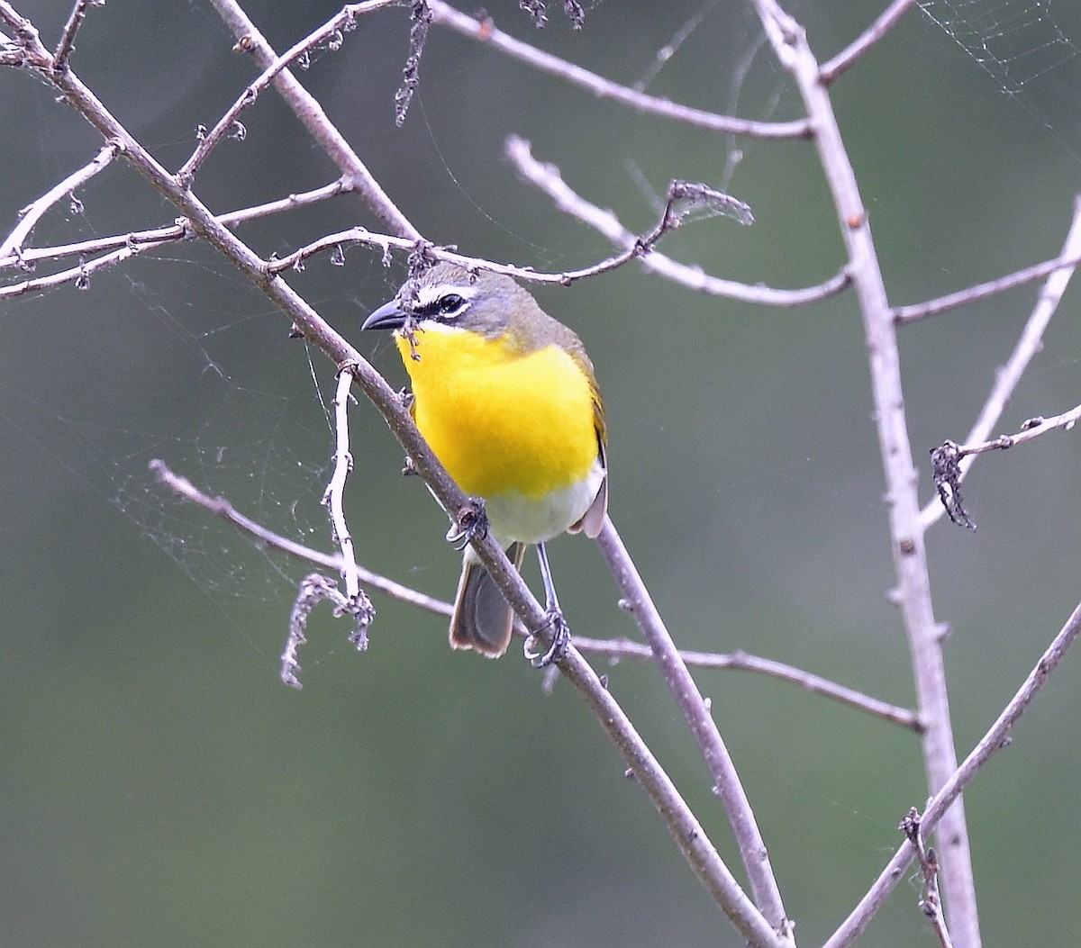 Yellow-breasted Chat - ML620221075