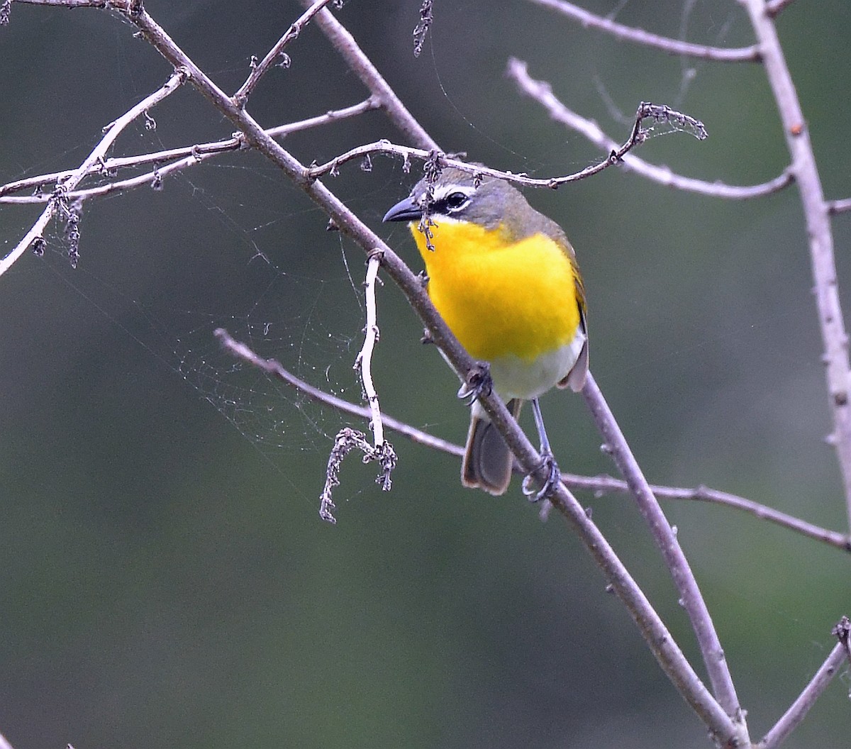 Yellow-breasted Chat - ML620221076