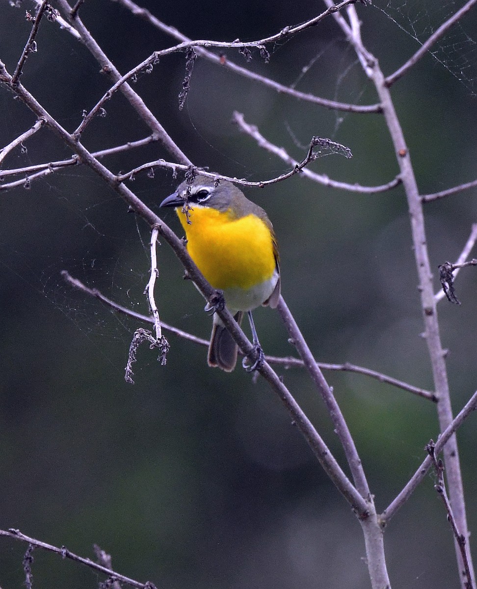 Yellow-breasted Chat - ML620221077