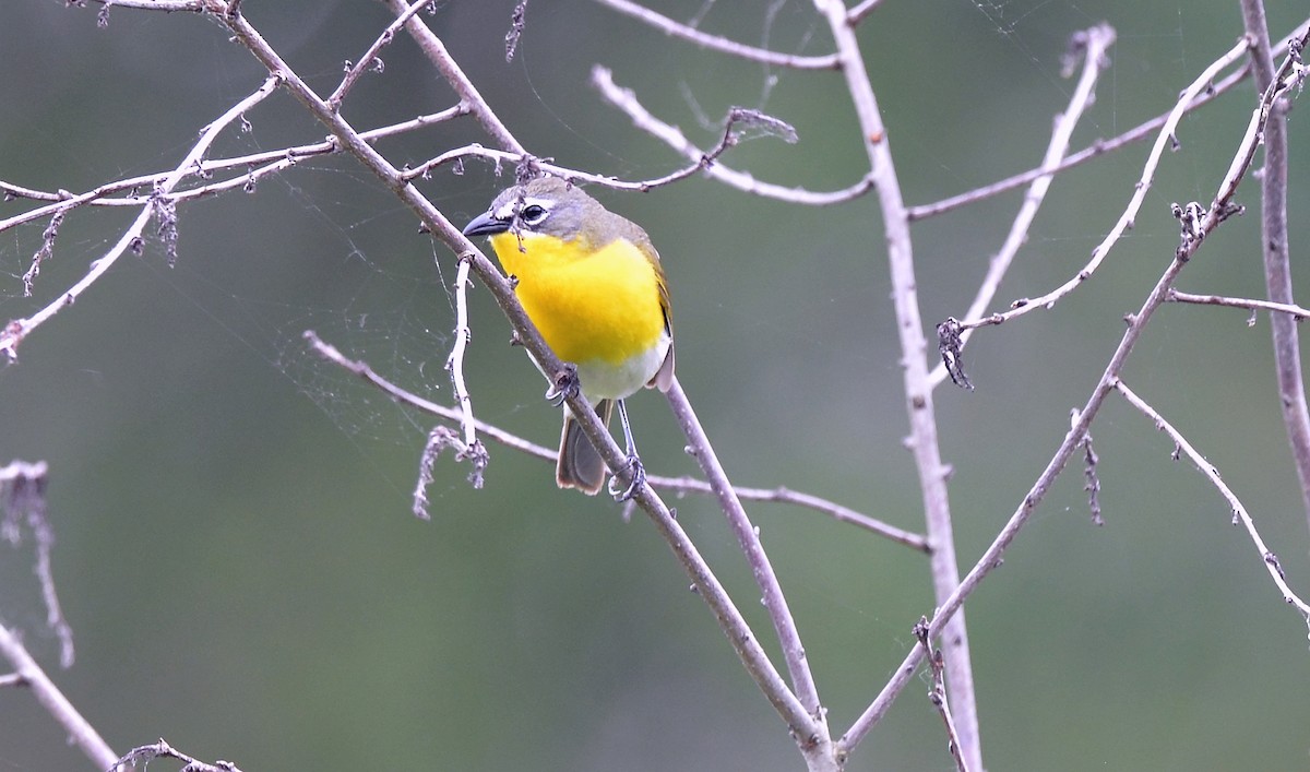 Yellow-breasted Chat - Bill Elrick