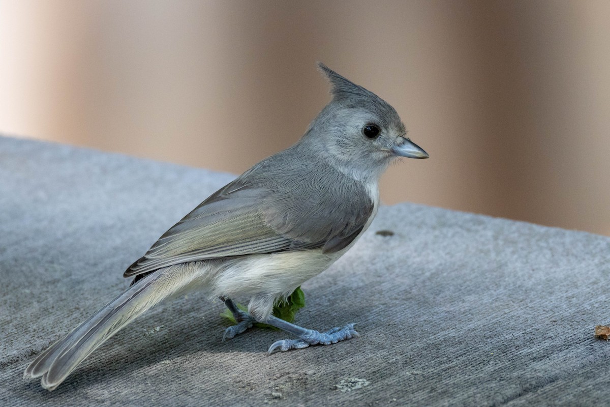 Tufted/Black-crested Titmouse - ML620221079