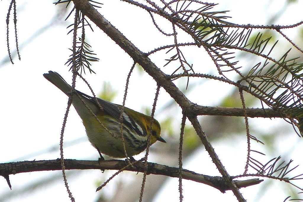 Black-throated Green Warbler - ML620221101