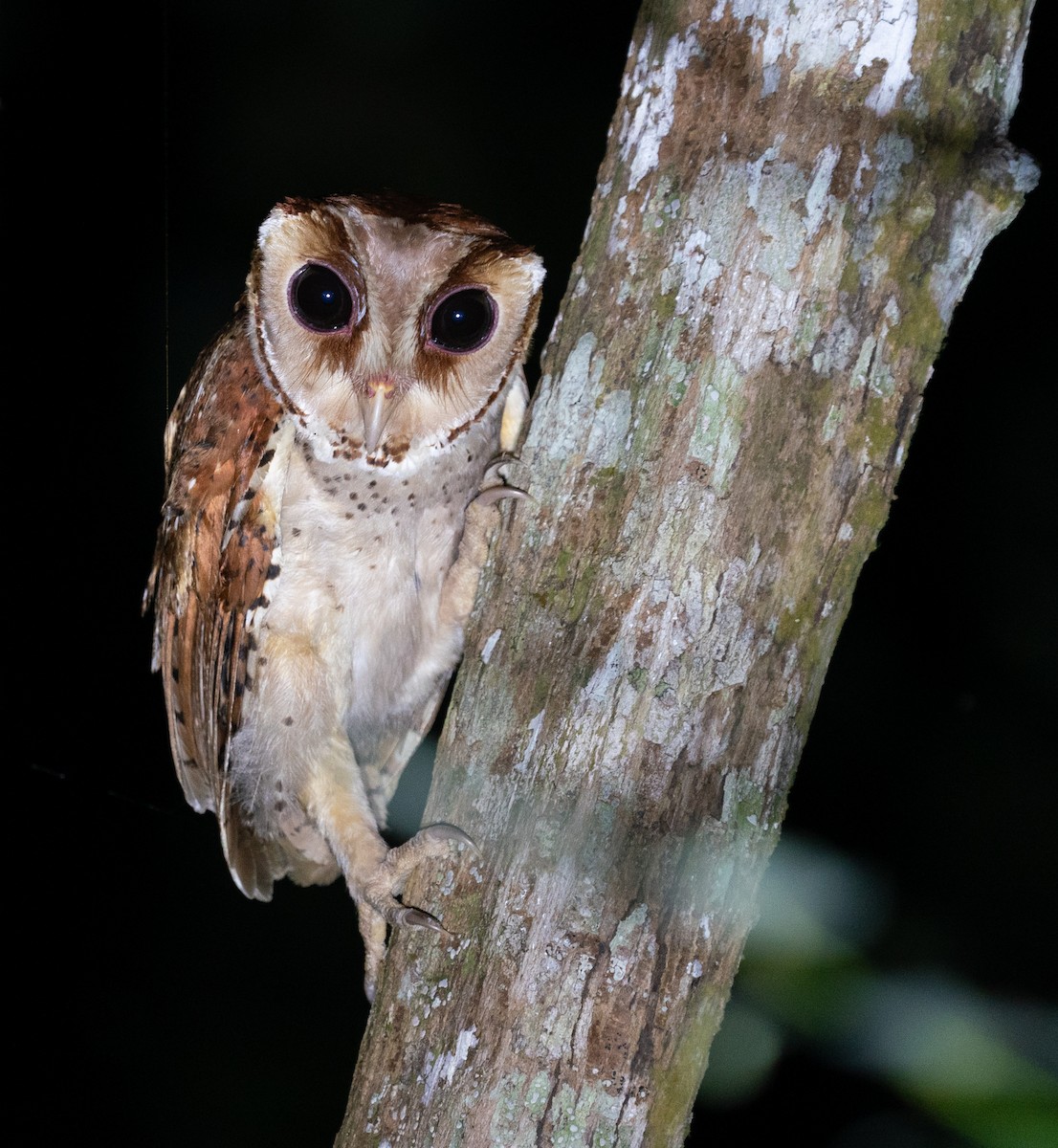 Oriental Bay-Owl - ML620221108