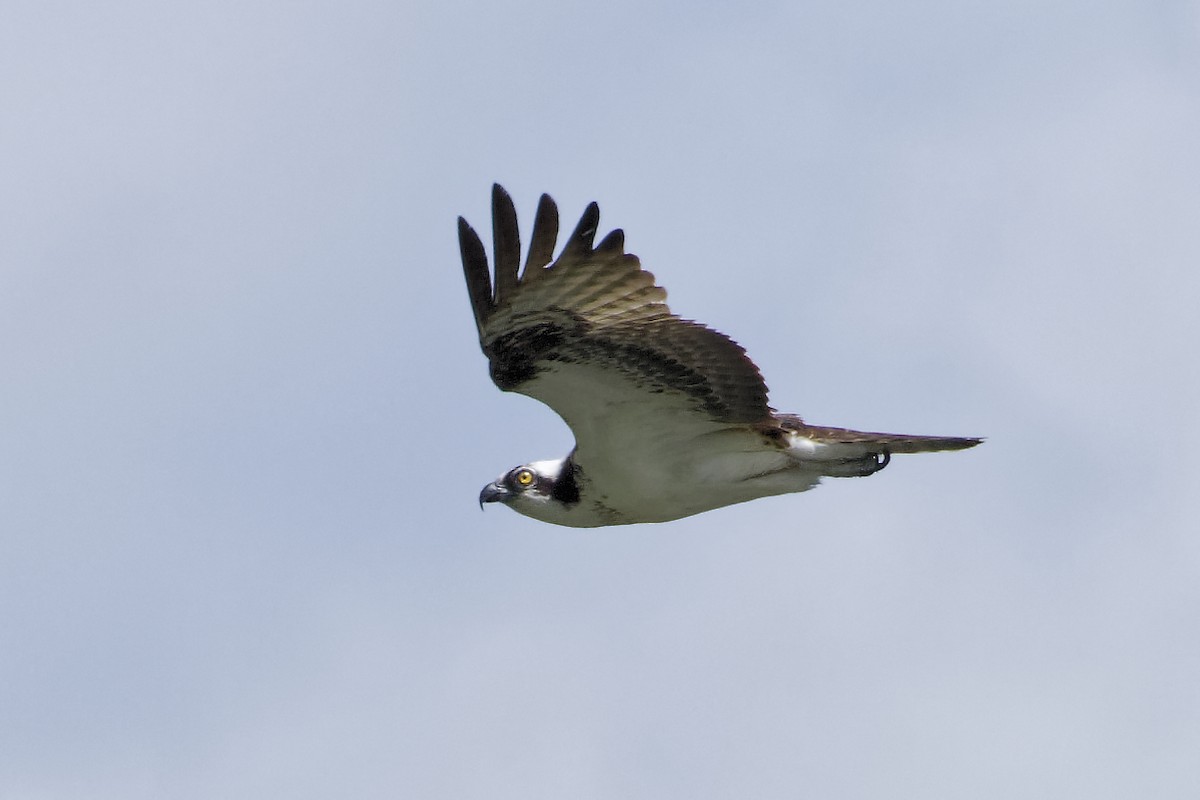 Balbuzard pêcheur - ML620221114