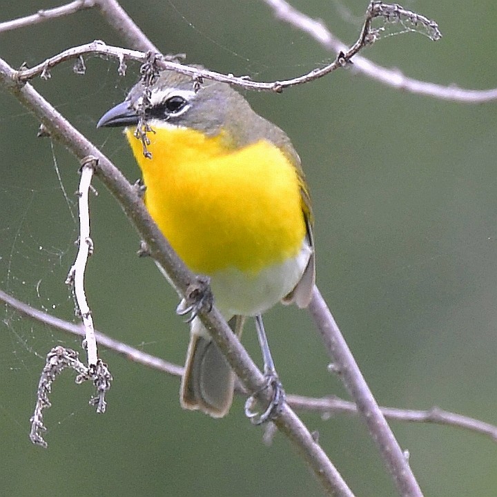 Yellow-breasted Chat - ML620221115