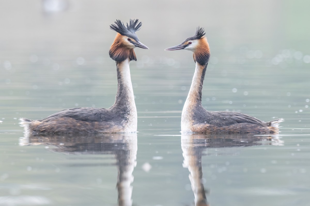 Great Crested Grebe - ML620221116