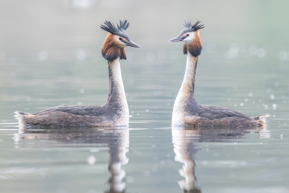 Great Crested Grebe - ML620221117