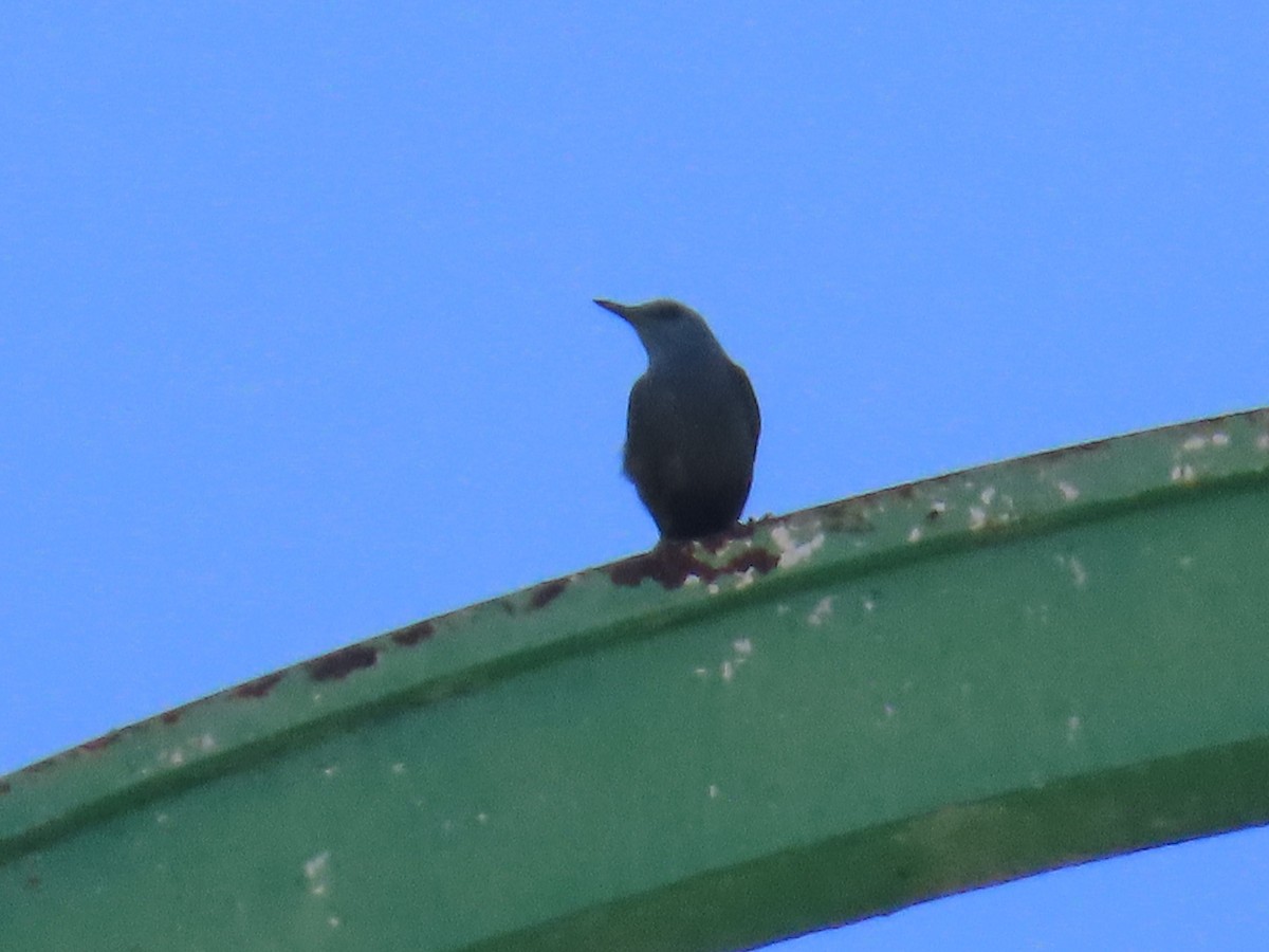 Blue Rock-Thrush - ML620221118