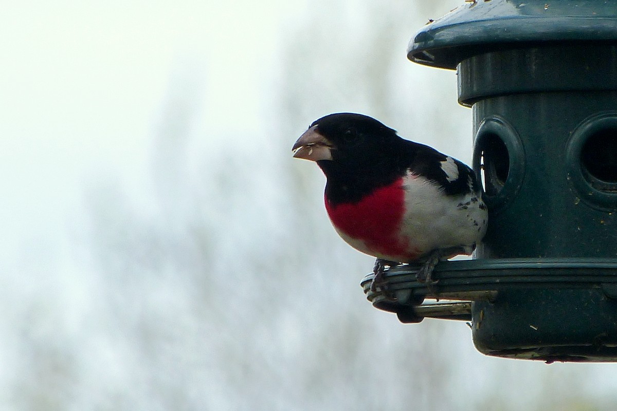 Rose-breasted Grosbeak - ML620221122