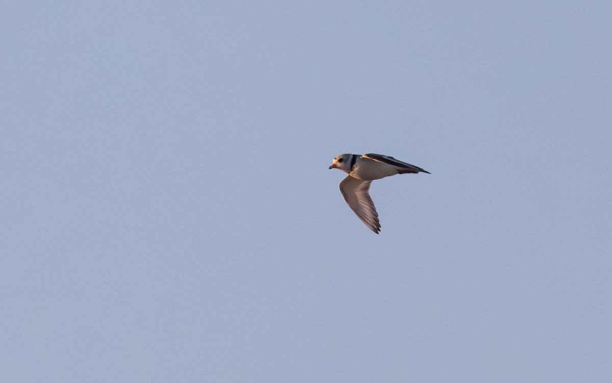 Piping Plover - ML620221126