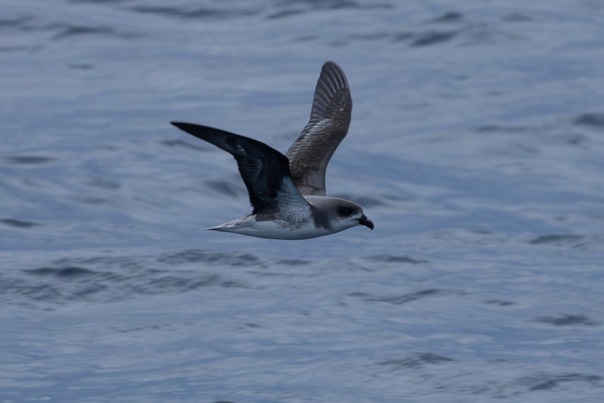 Fea's Petrel - ML620221128