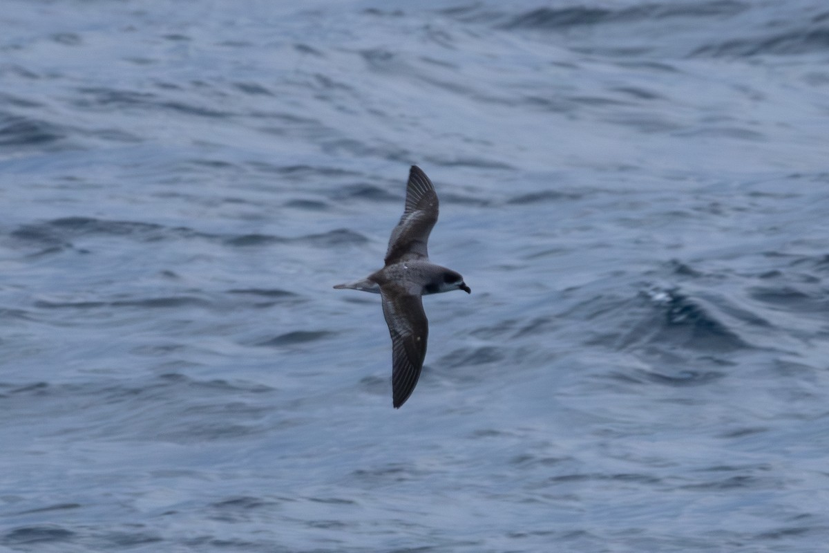 Fea's Petrel - ML620221130