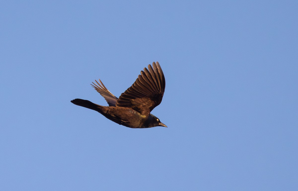 Common Grackle (Florida/Purple) - ML620221132