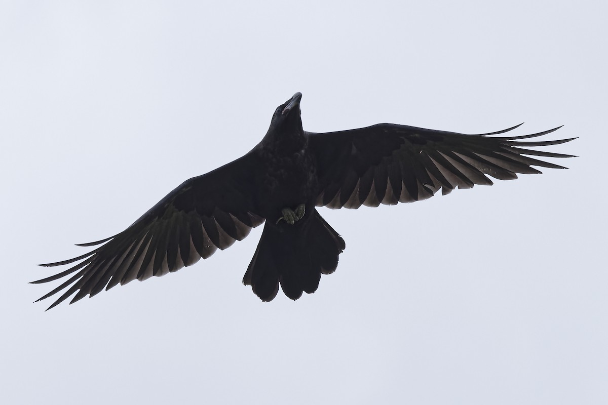 Common Raven - ML620221141