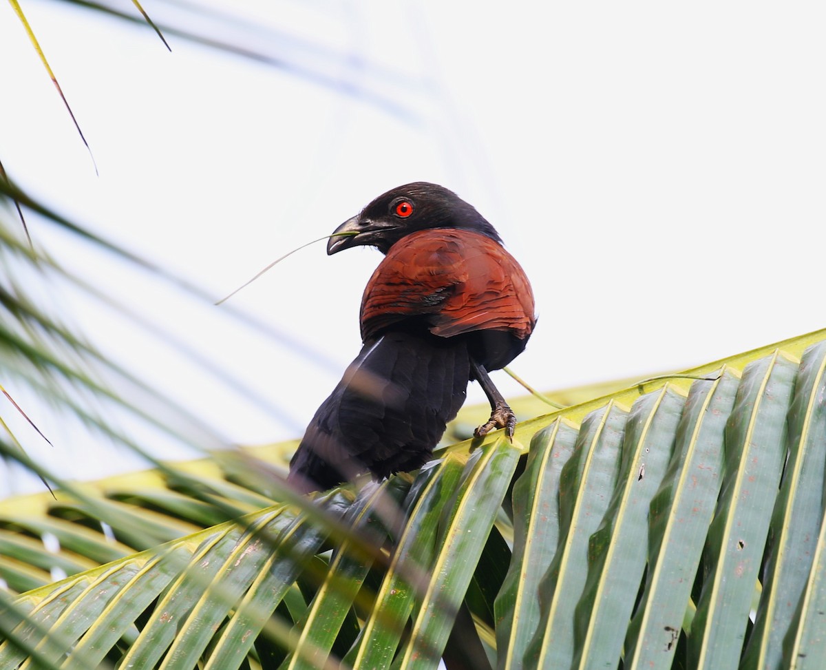 Greater Coucal - ML620221143