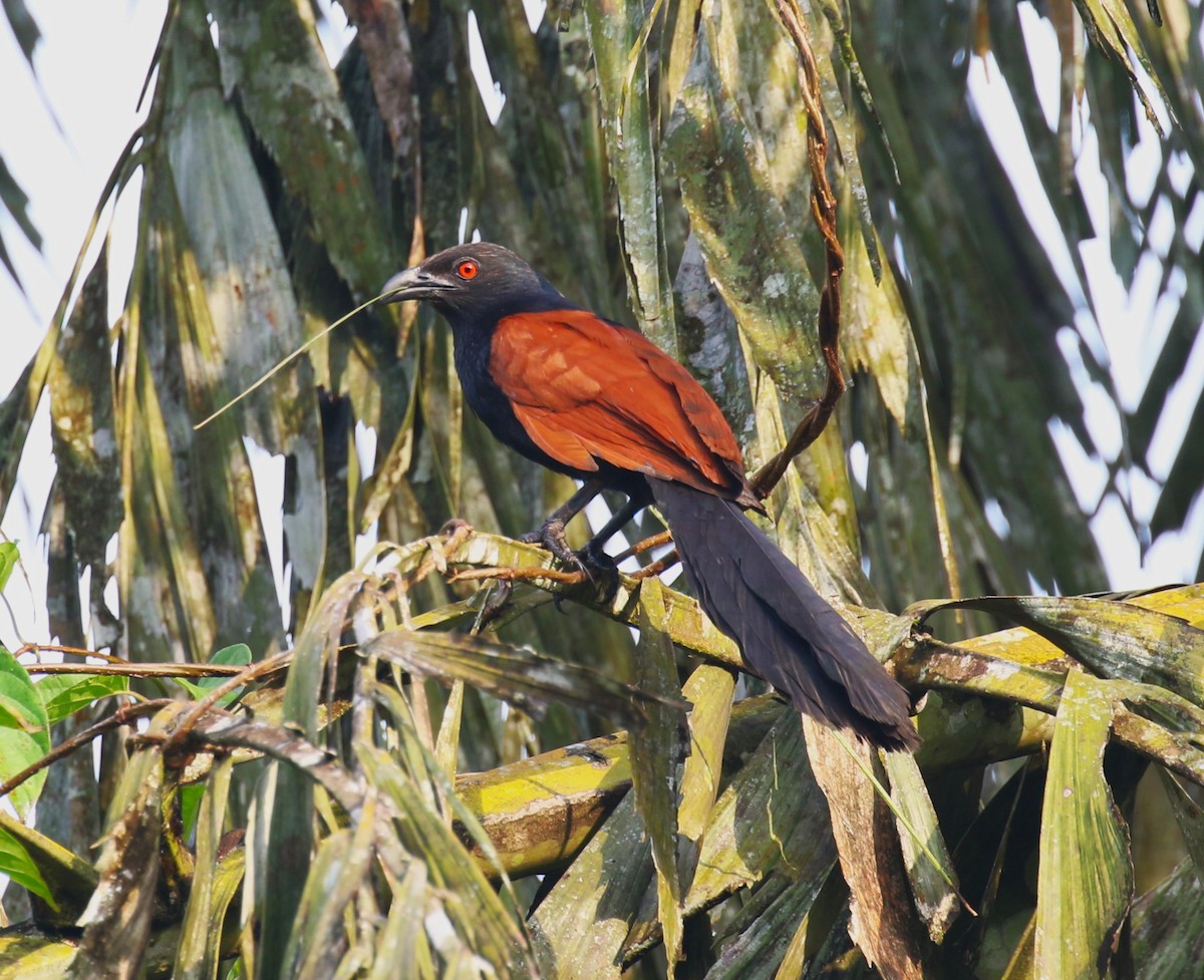 Greater Coucal - ML620221144