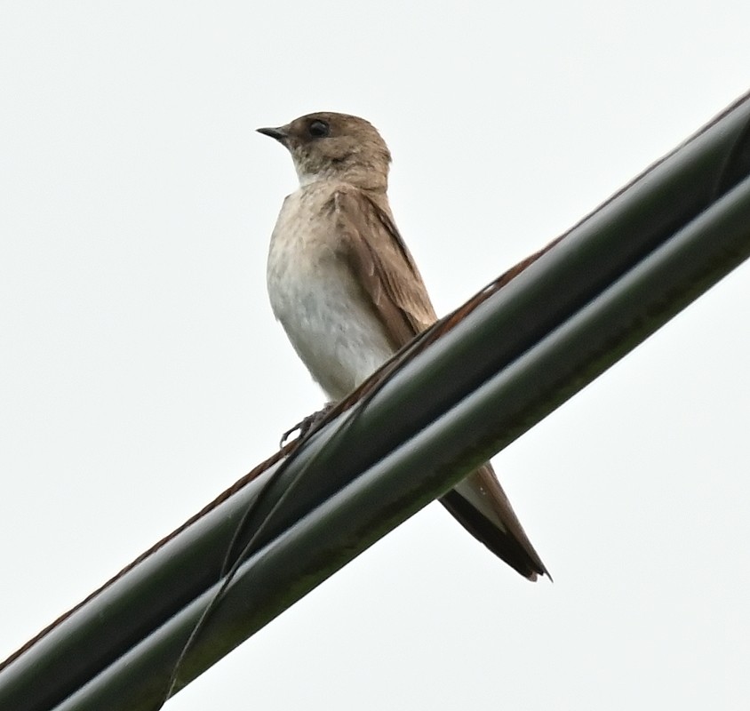 Northern Rough-winged Swallow - ML620221145