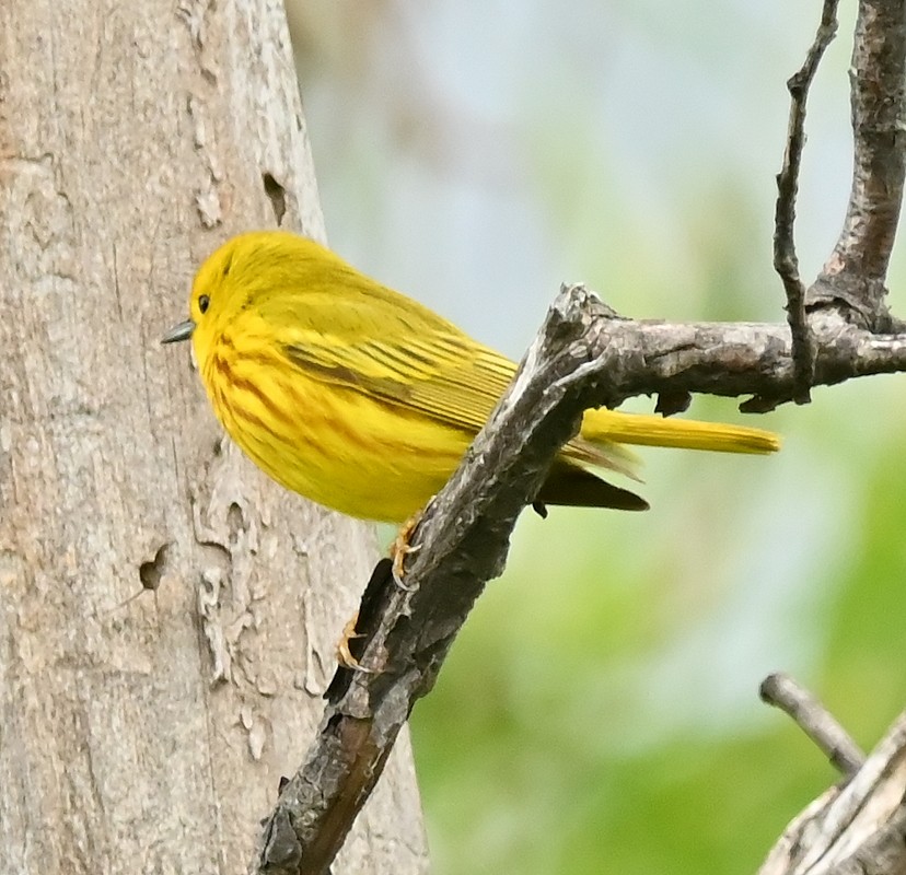 Yellow Warbler - ML620221153
