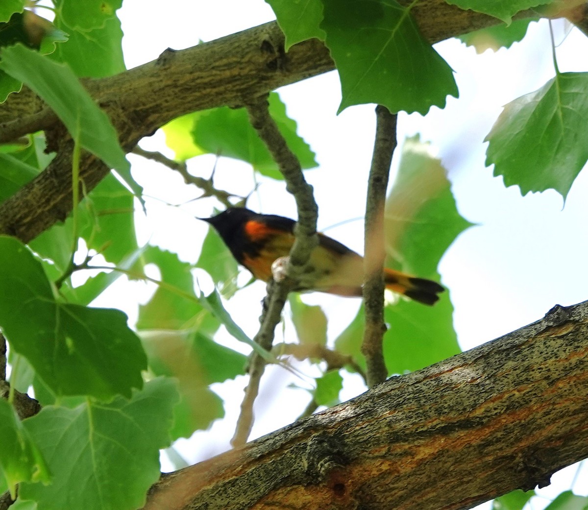 American Redstart - ML620221154