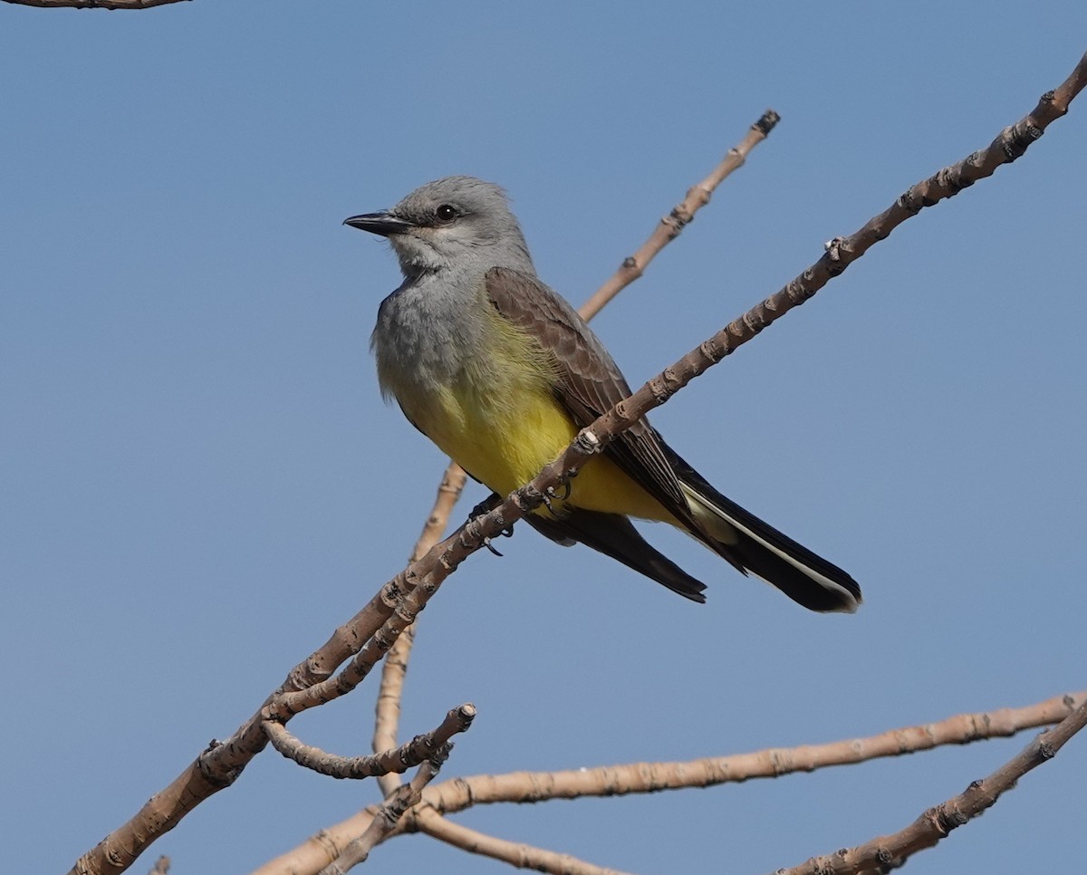 Western Kingbird - ML620221159