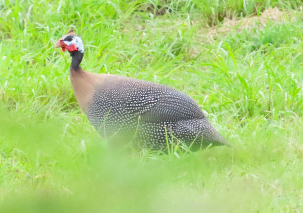 Helmeted Guineafowl - ML620221169