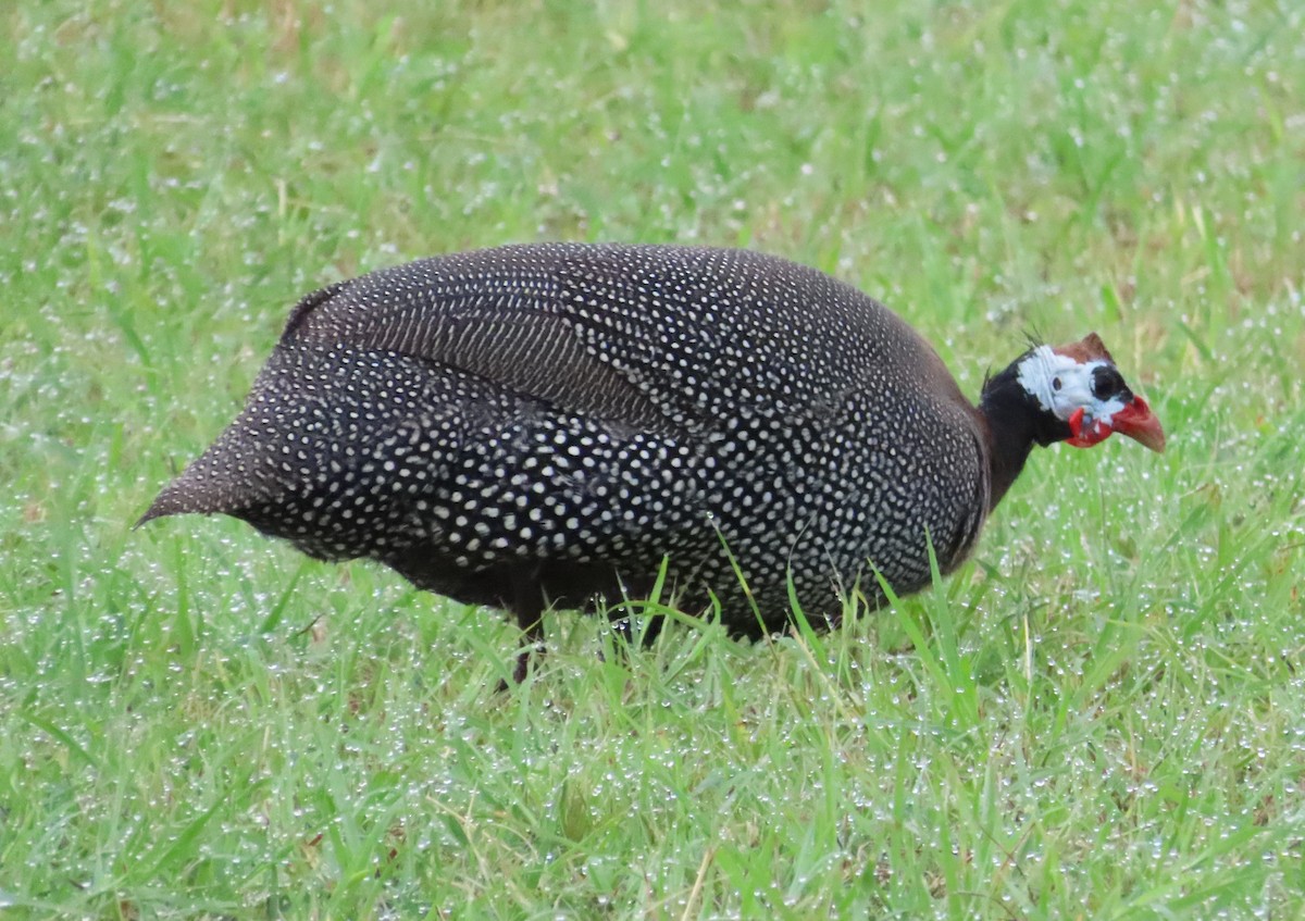 Helmeted Guineafowl - ML620221170