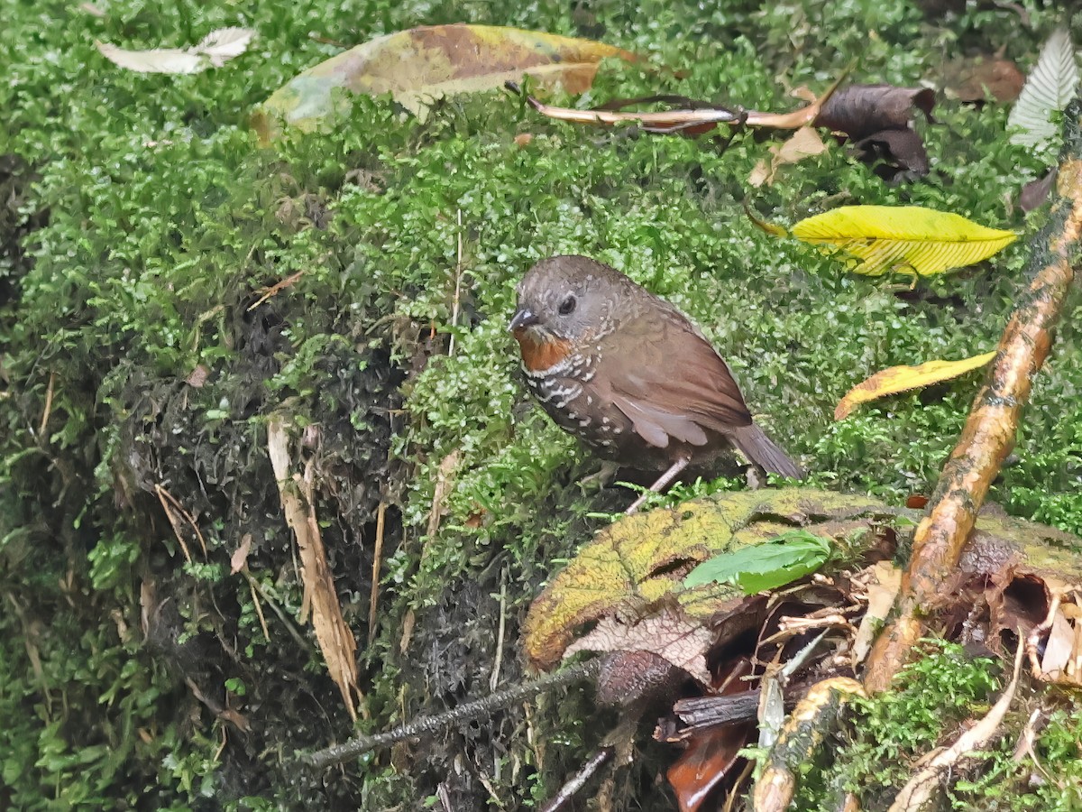 Mishmi Wren-Babbler - ML620221172