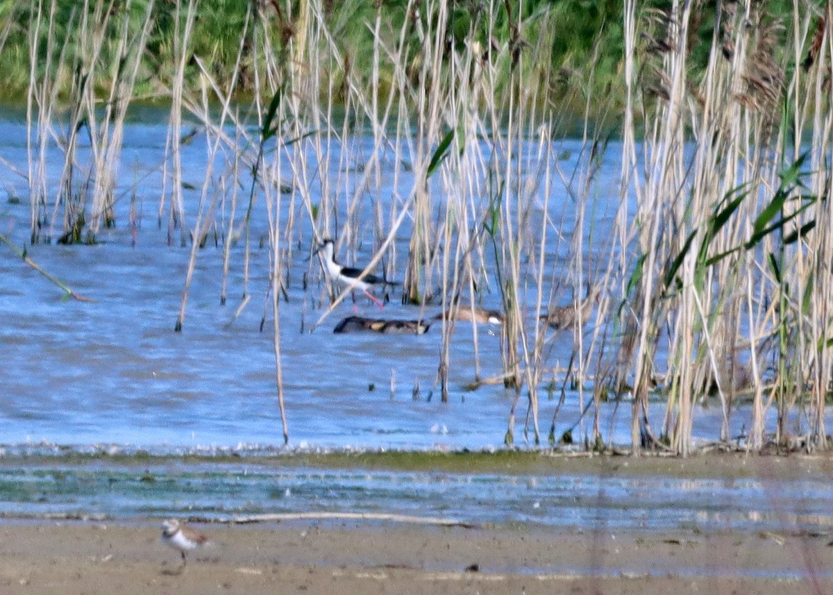 Black-necked Stilt - ML620221173