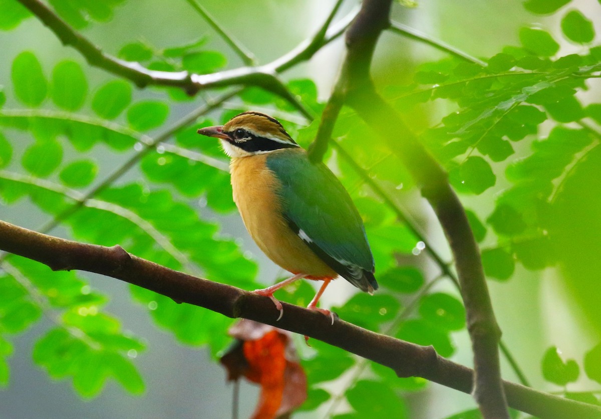 Indian Pitta - ML620221178