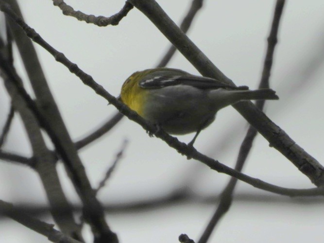 Viréo à gorge jaune - ML620221182