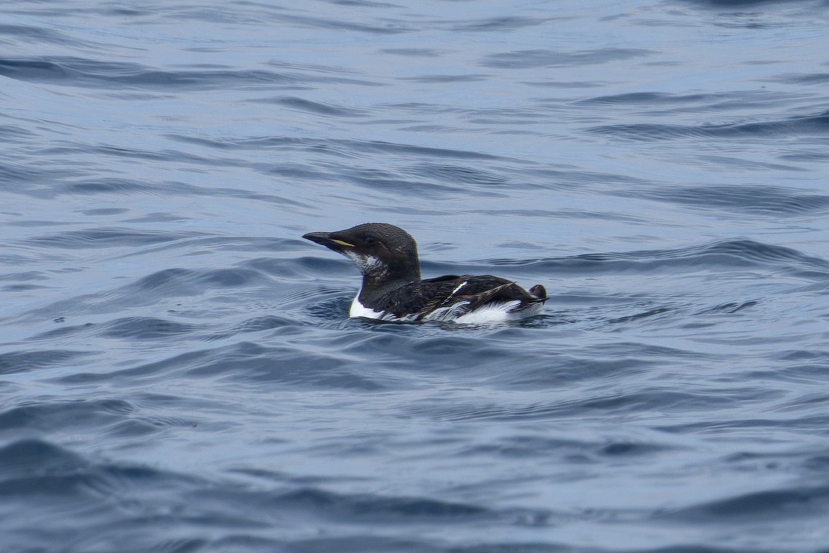 Thick-billed Murre - ML620221184