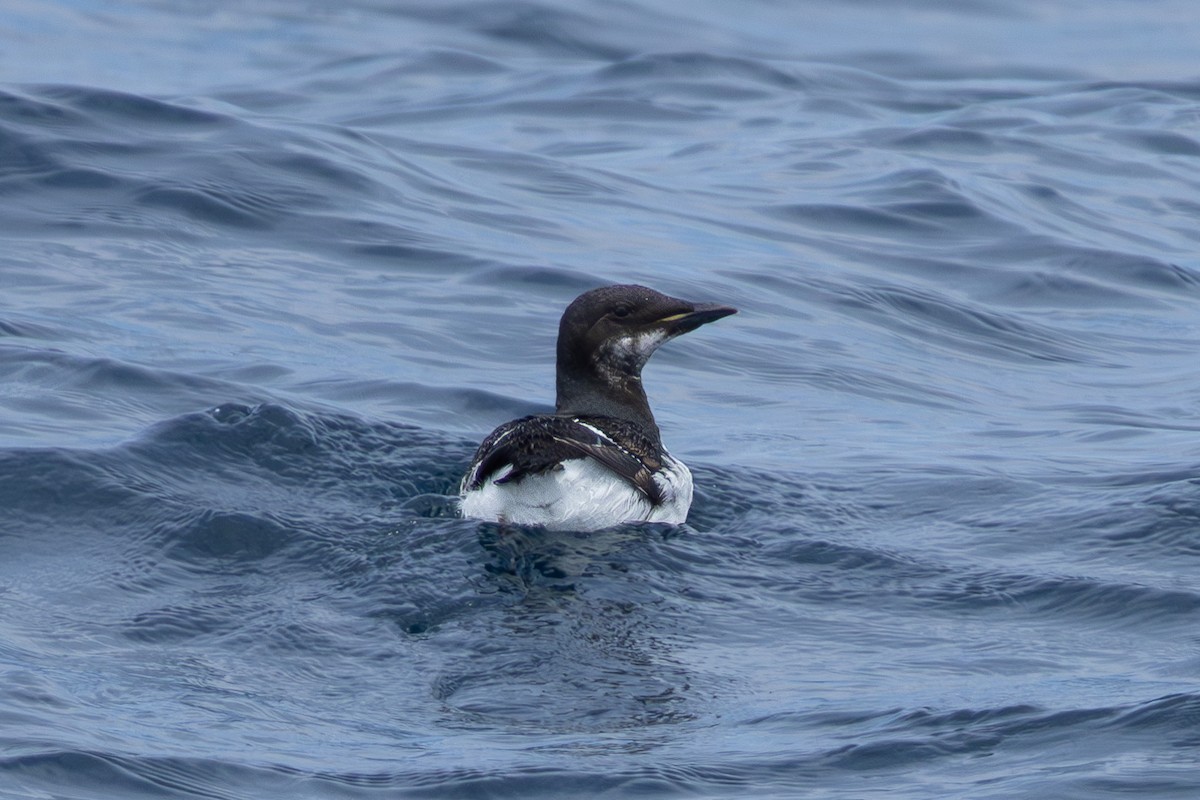 Thick-billed Murre - ML620221185