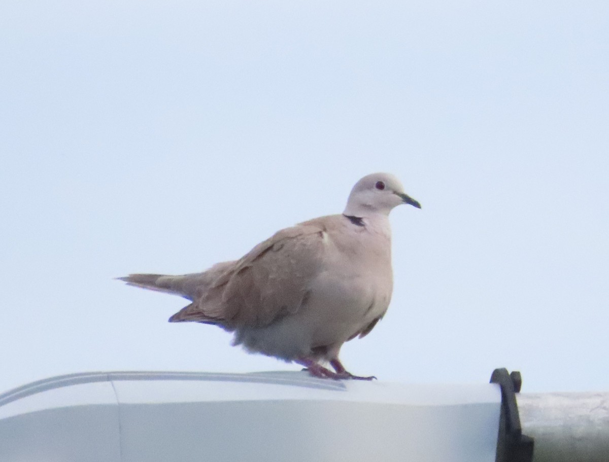 Eurasian Collared-Dove - ML620221187