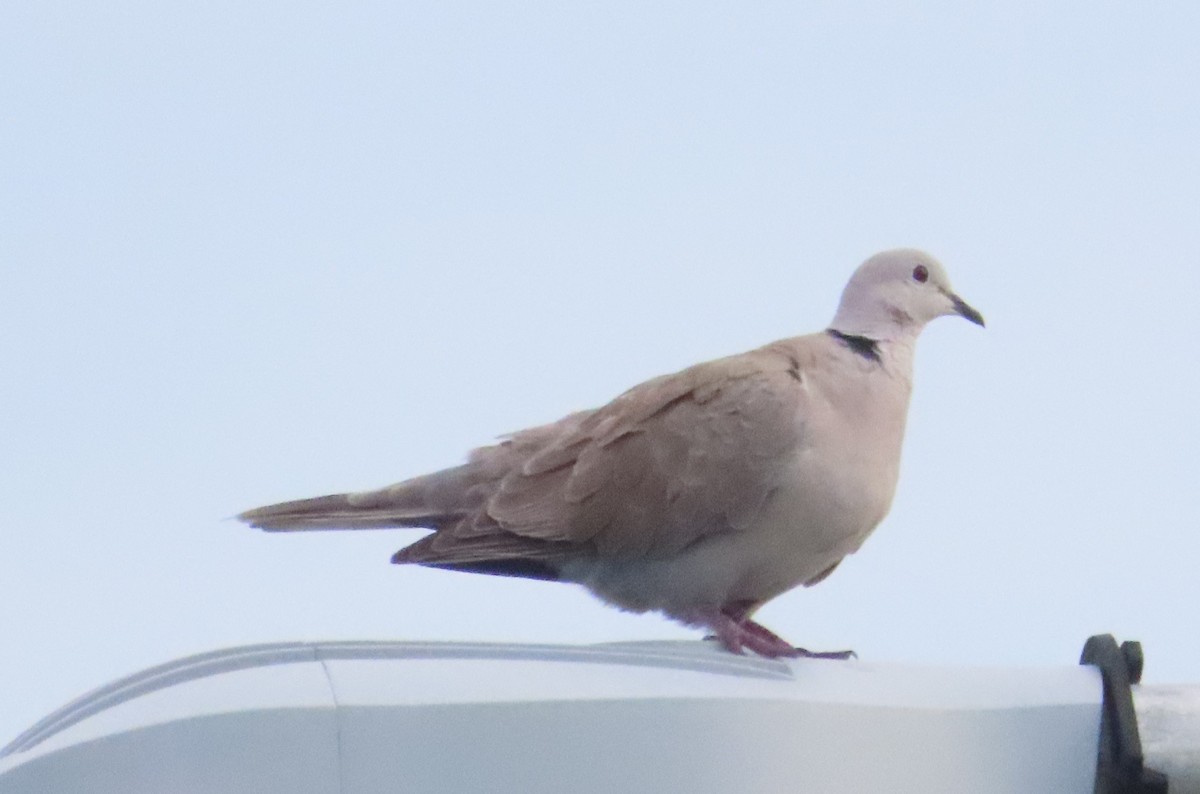 Eurasian Collared-Dove - ML620221188